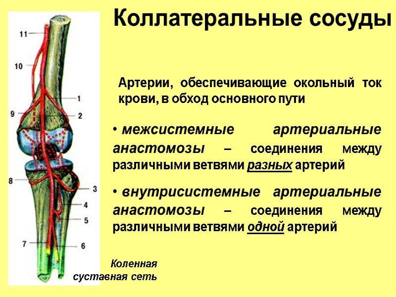 Коллатеральные сосуды Коленная суставная сеть Артерии, обеспечивающие окольный ток крови, в обход основного пути